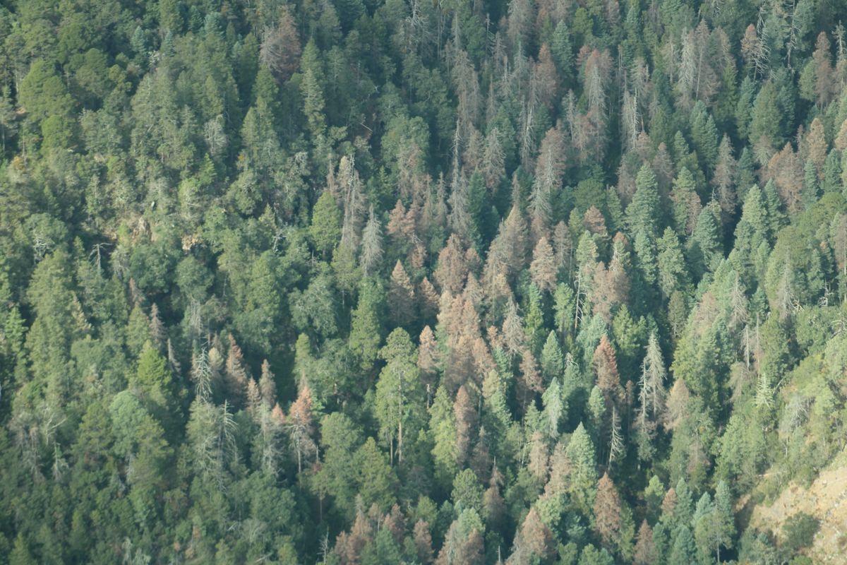 Vista aérea de bosque de coníferas con árboles afectados por plagas forestales